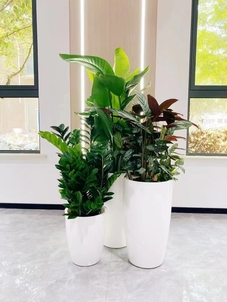 镇海盆景租摆价格