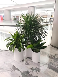 宁波植物出租哪家好